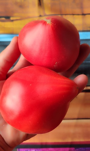 Cuore bue pomodoro semi - di,