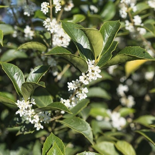 Osmanthus aquifolium osmanto - -,