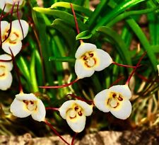 Dracula Species 'Citron Monkey' rilegato NUOVO orchidea orchidee Masdevallia