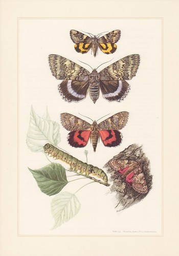 Blu nastro catocala - catocala, stampa