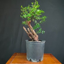 PRE BONSAI  DI MIRTO