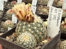 Pediocactus simponii am392 - pediocactus,