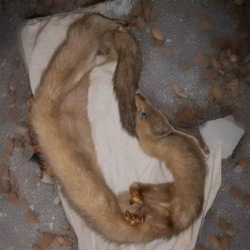 Scaldacollo pelliccia vera - pelliccia,