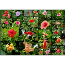 Mix semi ibisco hibiscus - ibisco,