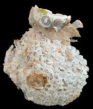 Malm Cyathophora bourgueti &