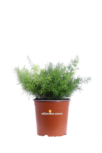 Pianta asparagus sprengeri - pianta,
