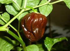 PEPERONCINO CHOCOLATE HABANERO - 10 SEMI SELEZIONATI