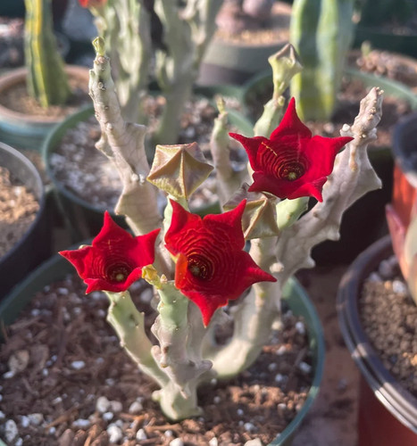 Caralluma socotrana huernia