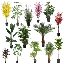 Grandi alberi e piante
