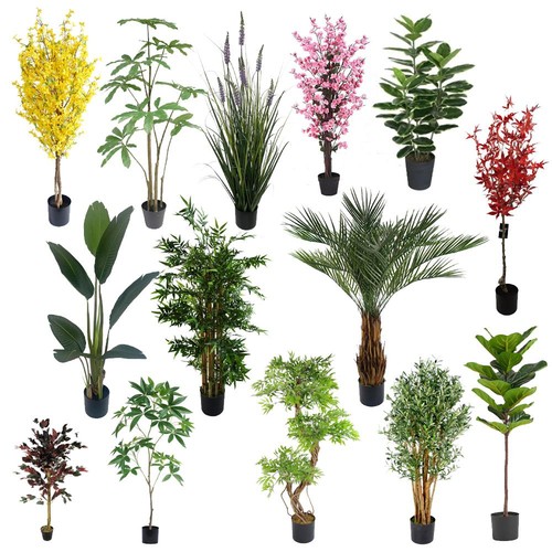 Grandi alberi piante - grandi,