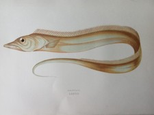 Litografia Antica Fine '800