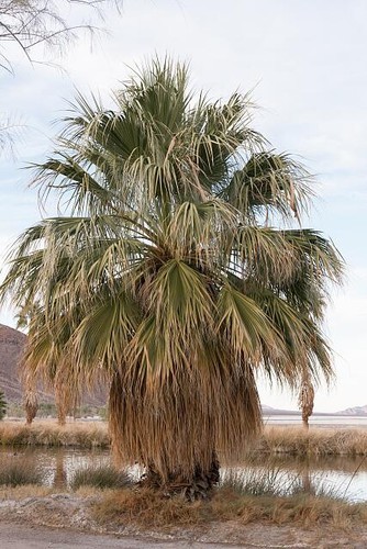Zzyzx california desert - california,