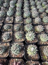 5PCS Turbinicarpus Cactaceae