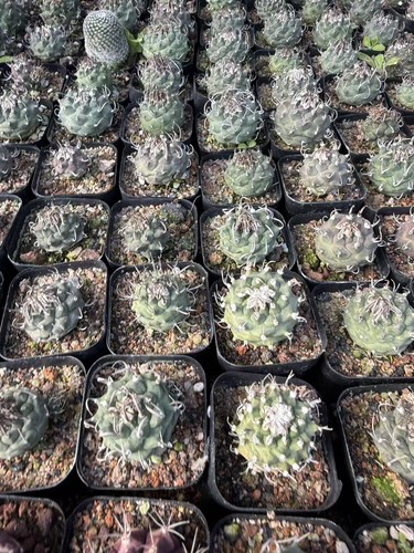 5pcs turbinicarpus cactaceae - 5pcs,