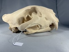 Replica animal skull Tiger small size ornament taxidermy 