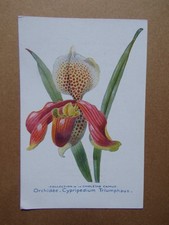 § carte ORCHIDÉE