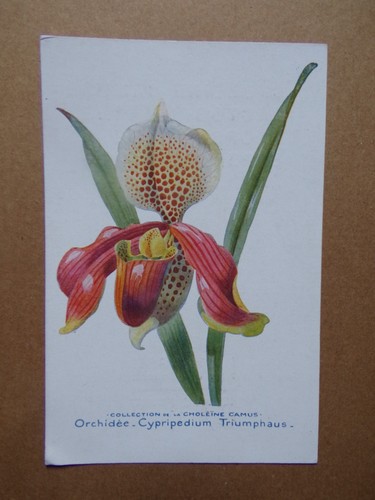 Carte orchidée - §,