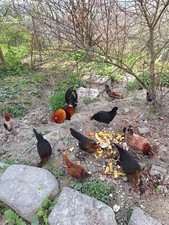 10X UOVA FERTILI GALLINE NANE RUSTICHE ORNAMENTALI AMERICANINE feconde polli