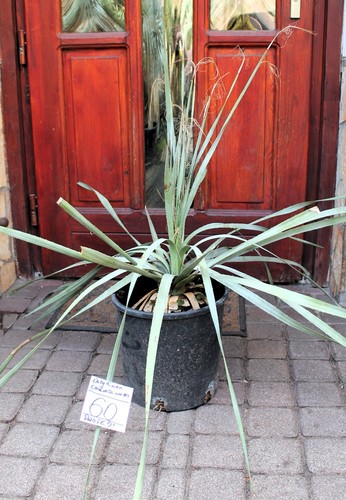 Dasylirion cedrosanum dal