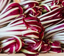 1000 SEMI DI CICORIA ROSSA DI TREVISO TARDIVA- RADICCHIO- SEMENTI ORTAGGI