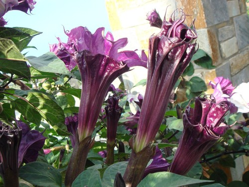 Datura blackcurrentswirl - 🔥,