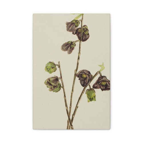 Mary vaux walcott papaw - mary,