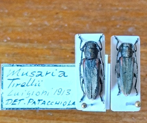 Coleoptera cerambicidae 2ex - coleoptera,