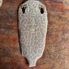 Stingray non lucidato Shagreen pelle di pesce pelle morbida pelle grezza squalo tigre