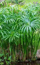 Umbrella Palm 'Baby Tut'