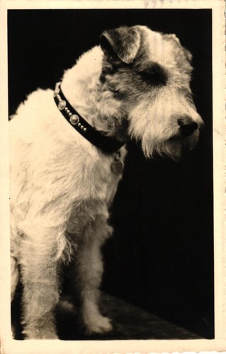 Cane fox terrier cartolina - fox,