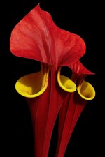 Sarracenia Waccanaw -Adult Size -RARE PLANT