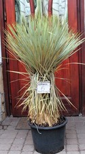 Yucca rostrata thompsoniana - rostrata, x
