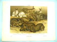 stampa antica cromolitografia CONIGLIO DOMESTICO SELVATICO ANGORA NORMANDIA 1931