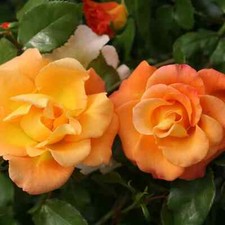 70 SEMI DI ROSA ARANCIONE -