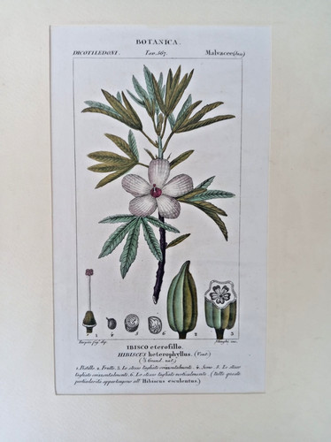 Stampa antica botanica - antica,