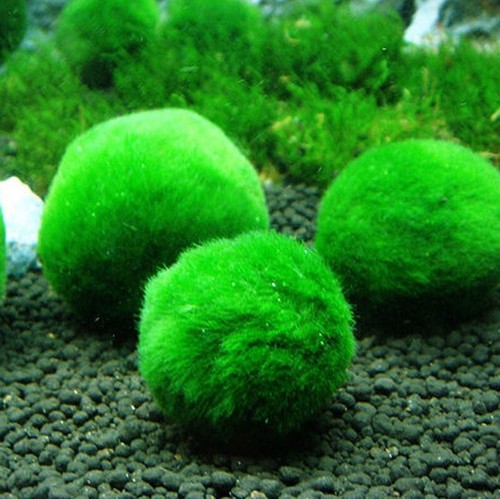 Cladophora aegagrophila bola - aegagrophila,