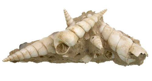 Miocene supporto con - , 6x