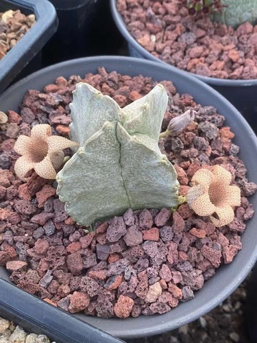 Whitesloanea crassa asclepiad