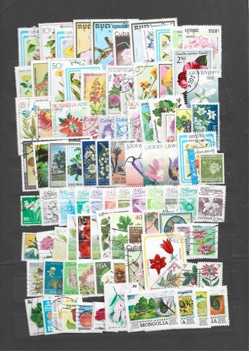 Flora lotto oltre 90 - -,