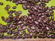 Paw Paw Seeds Asimina Triloba