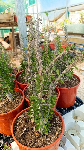 Alluaudia procera succulente