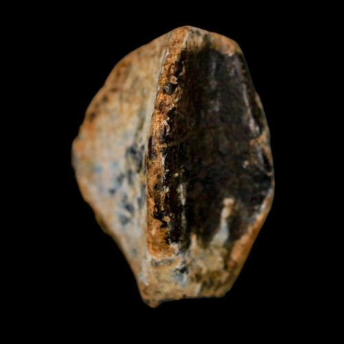 Corona dente fossile