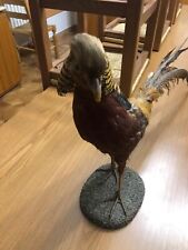 fagiano dorato imbalsamato 