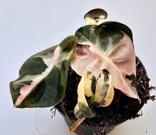 Bellissimo palloncino Alocasia Heart rosa variegata MZ3