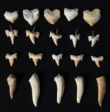Special Offer: 20pc Set of Authentic Shark Teeth– Various Types from Morocco