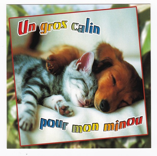 Gatto cane cartolina - gatto,