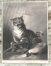 The Biter Bit Cat Trap
