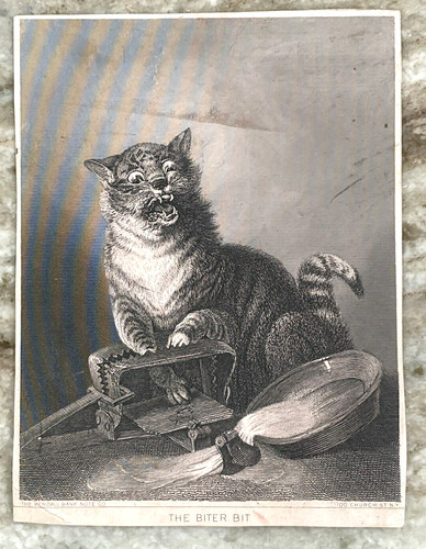 The biter bit - cat, trap