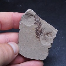 Foglie di sequoia pianta