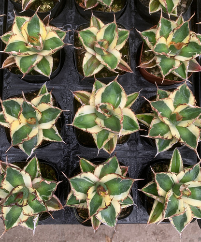 1pcs rare plant agave - 1pcs,